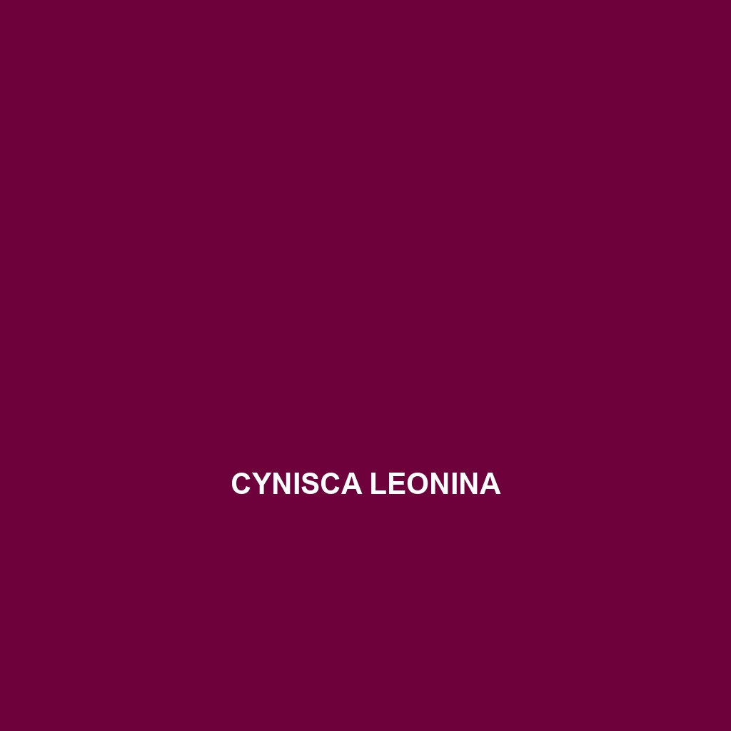 Cynisca leonina