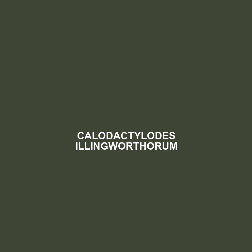 Calodactylodes illingworthorum