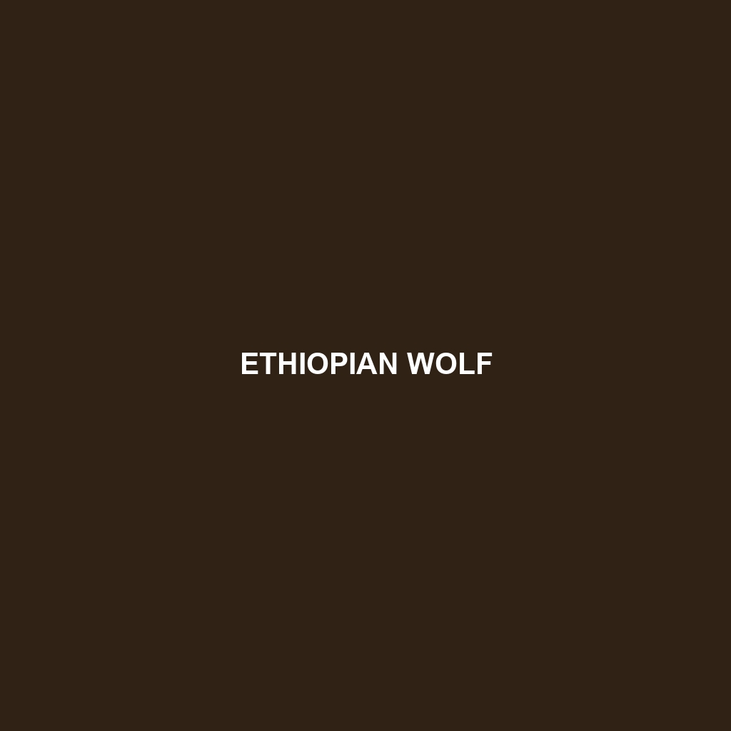 Ethiopian Wolf