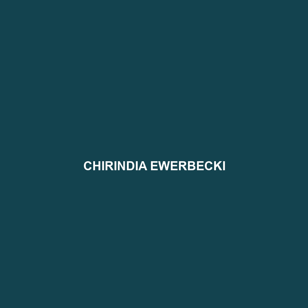 Chirindia ewerbecki