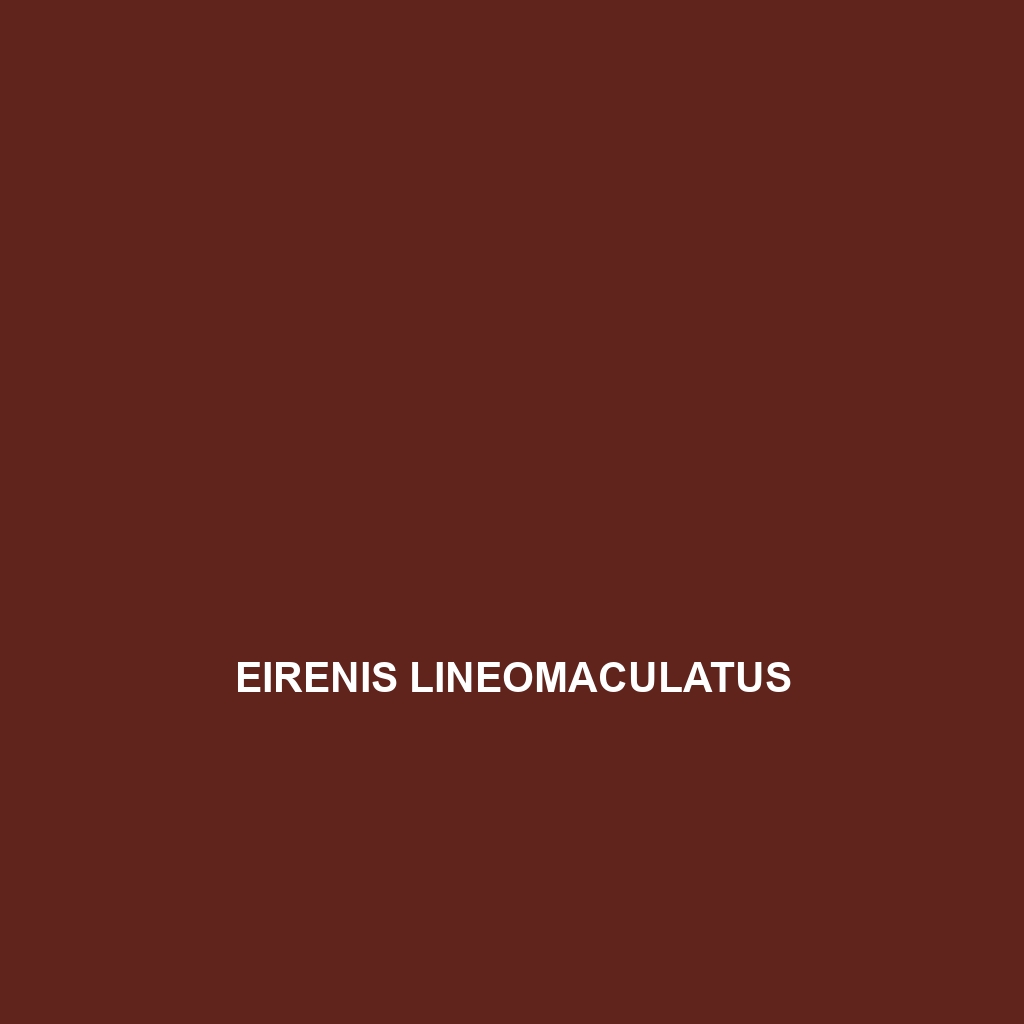 Eirenis lineomaculatus