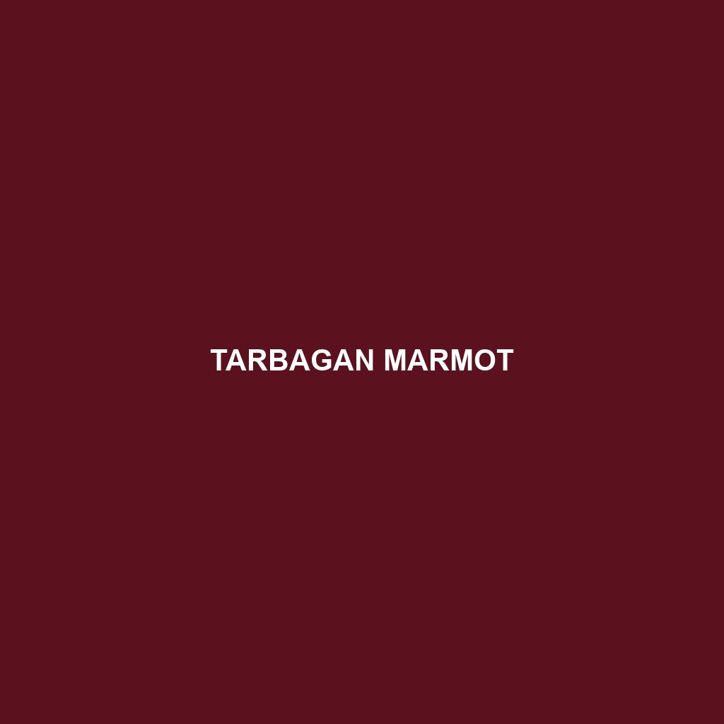 Tarbagan Marmot