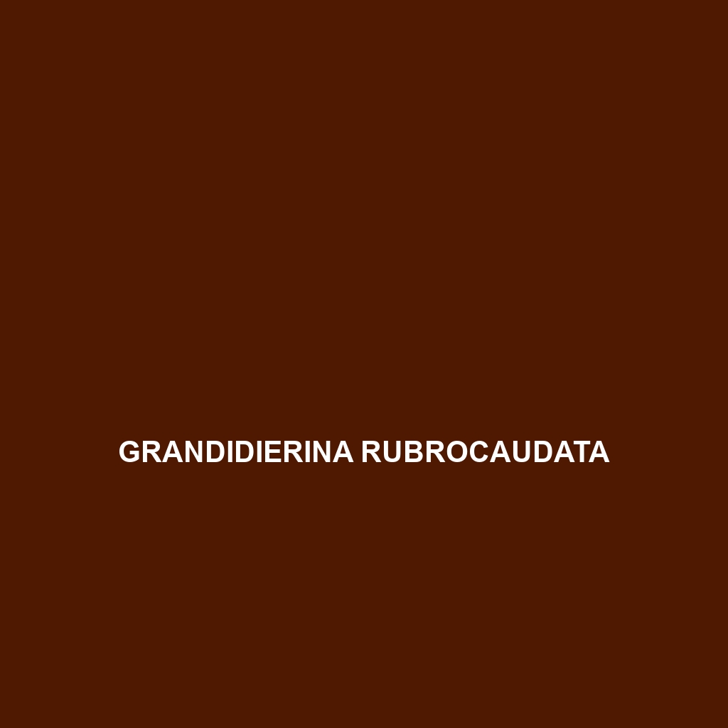 Grandidierina rubrocaudata