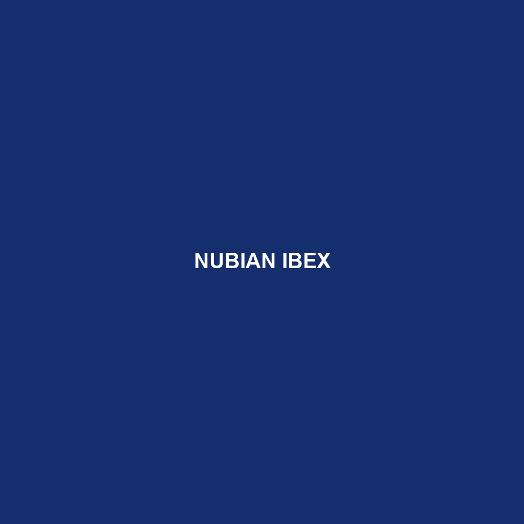 Nubian Ibex