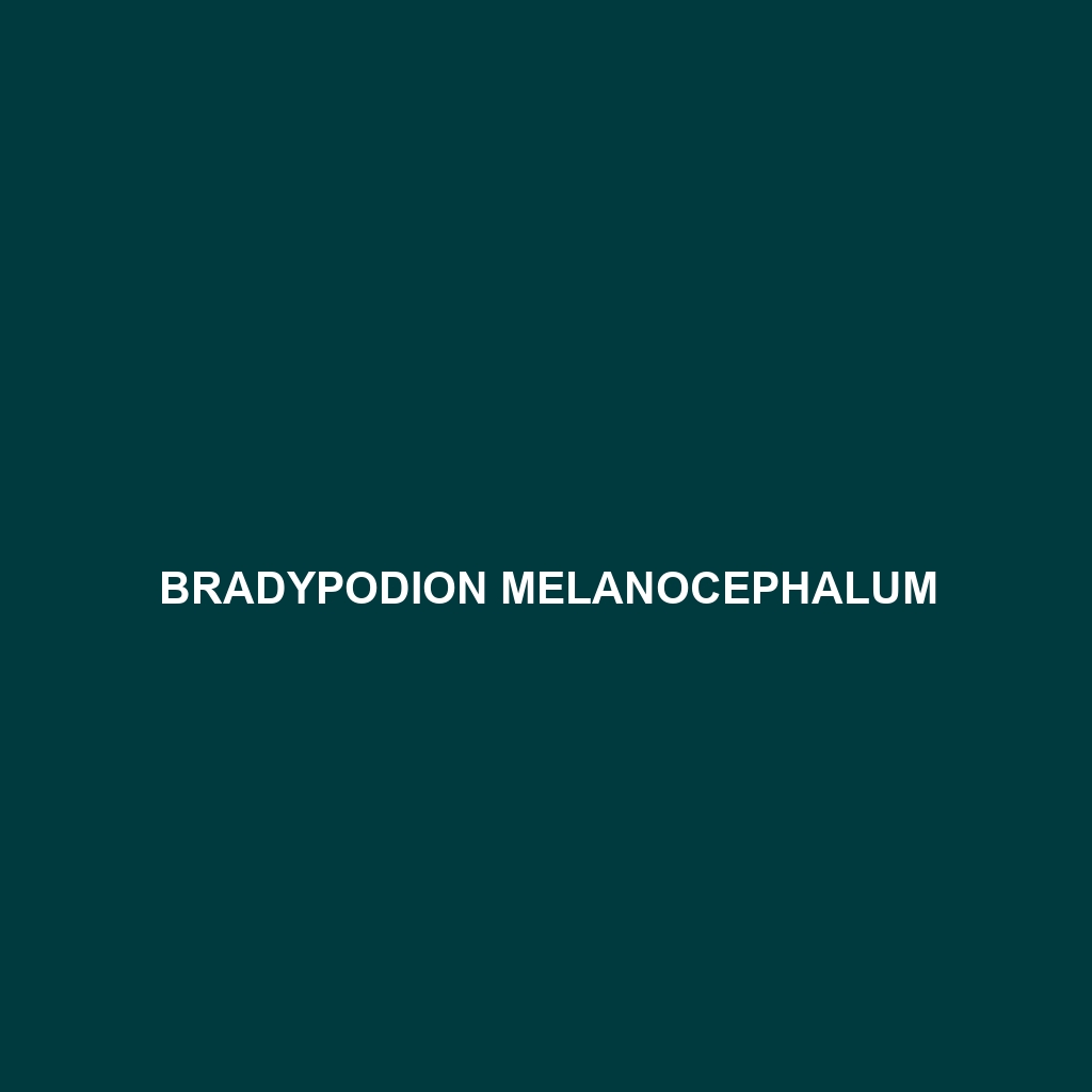 Bradypodion melanocephalum