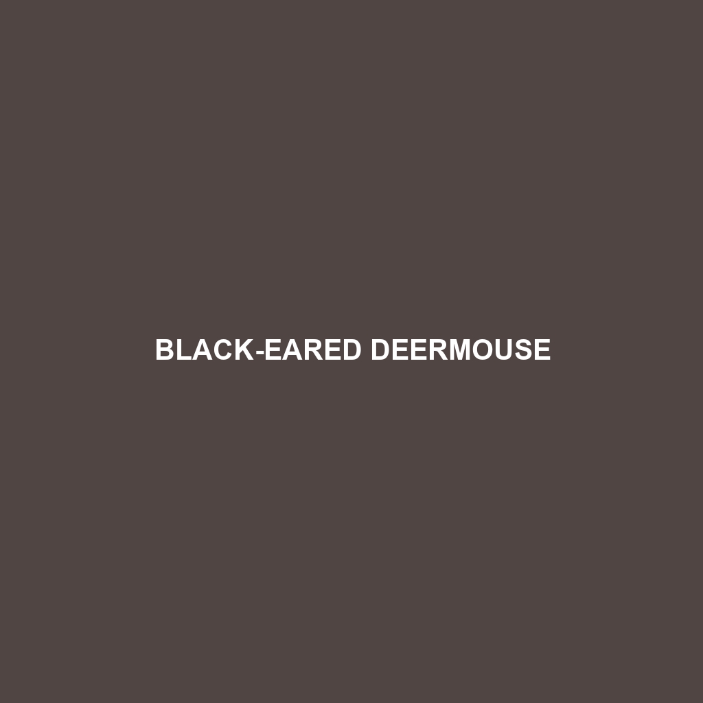 Black-eared Deermouse