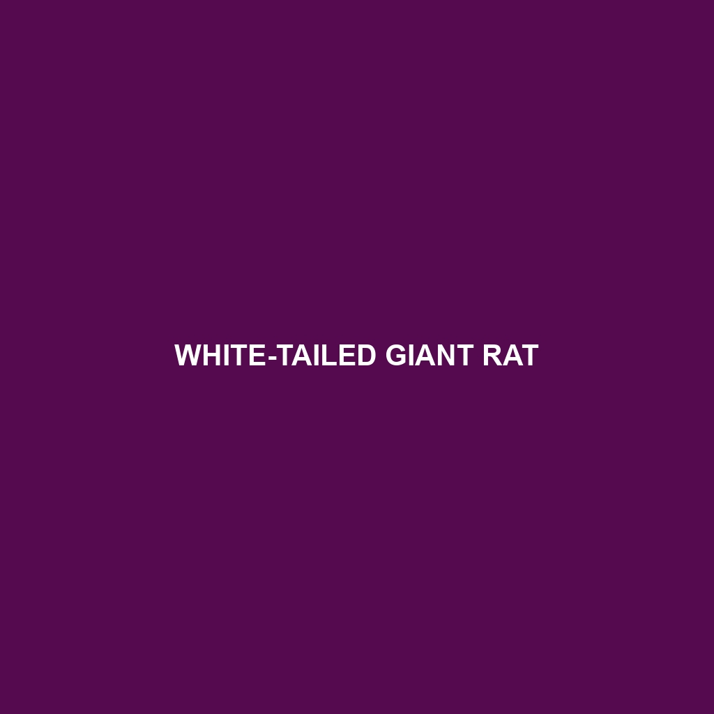 White-tailed Giant Rat