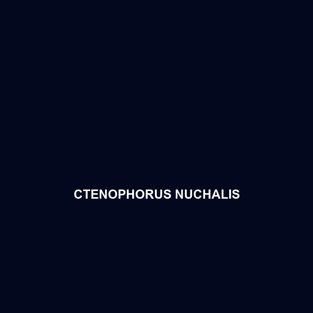 Ctenophorus nuchalis