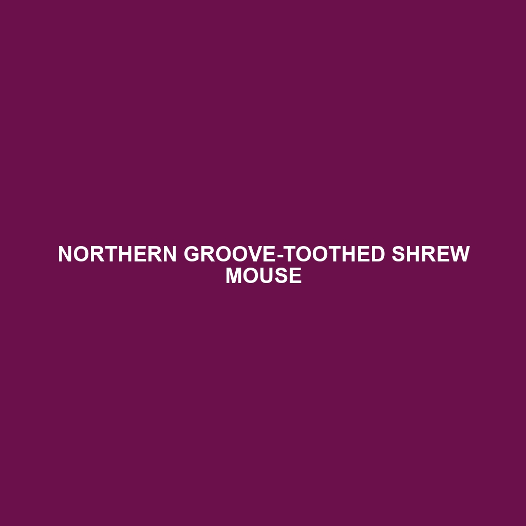 Northern Groove-toothed Shrew Mouse