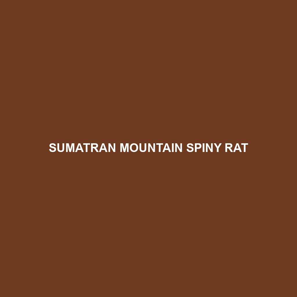 Sumatran Mountain Spiny Rat