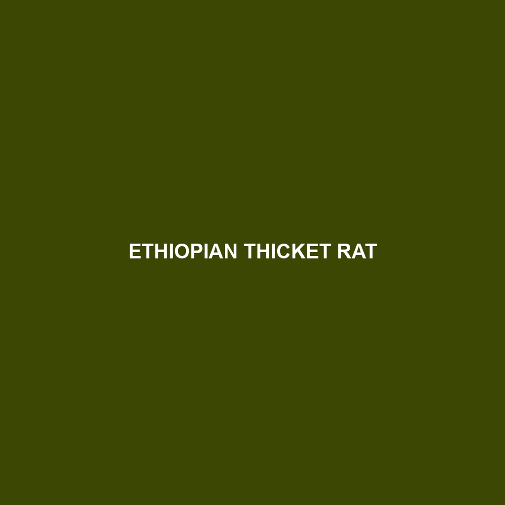 Ethiopian Thicket Rat