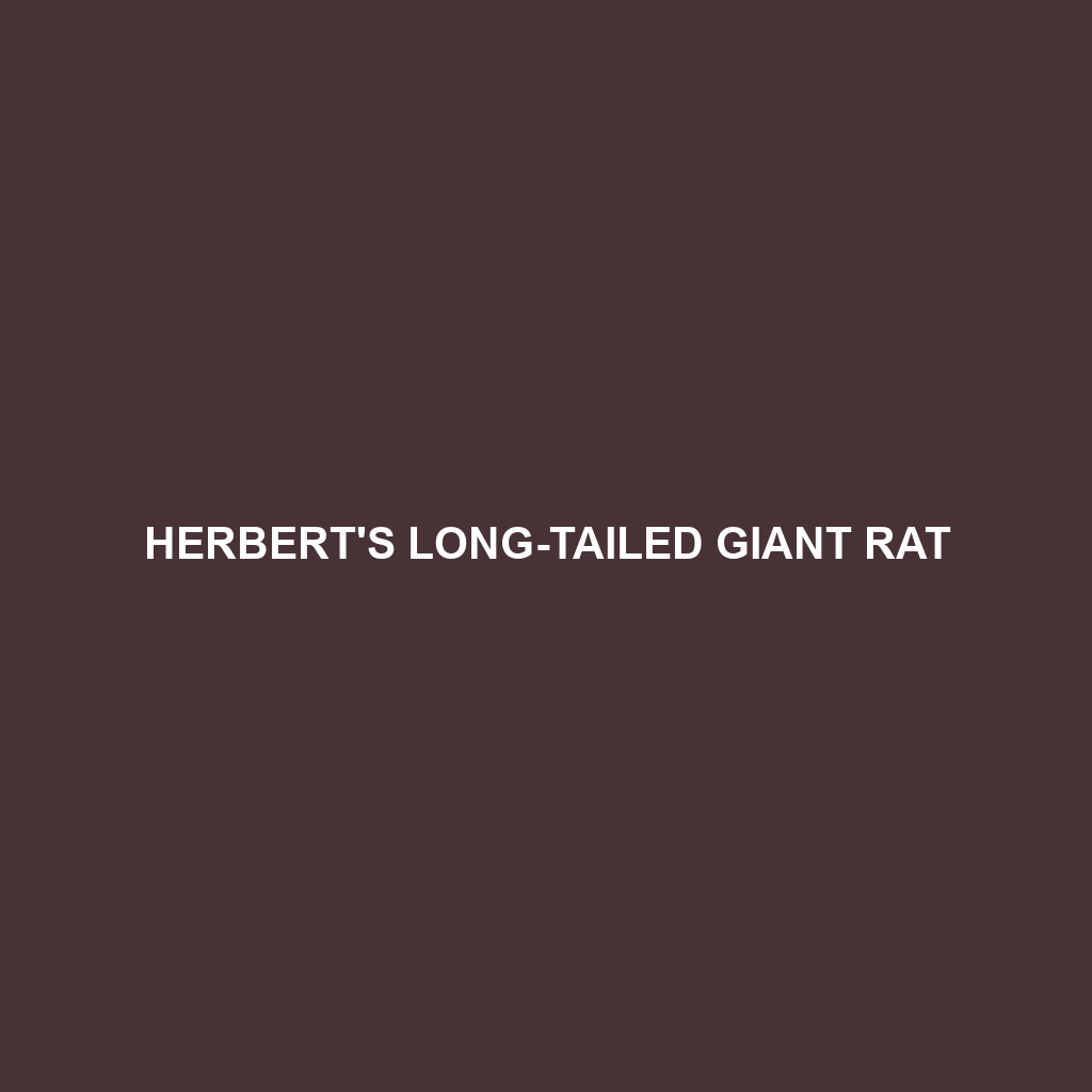 Herbert's Long-tailed Giant Rat