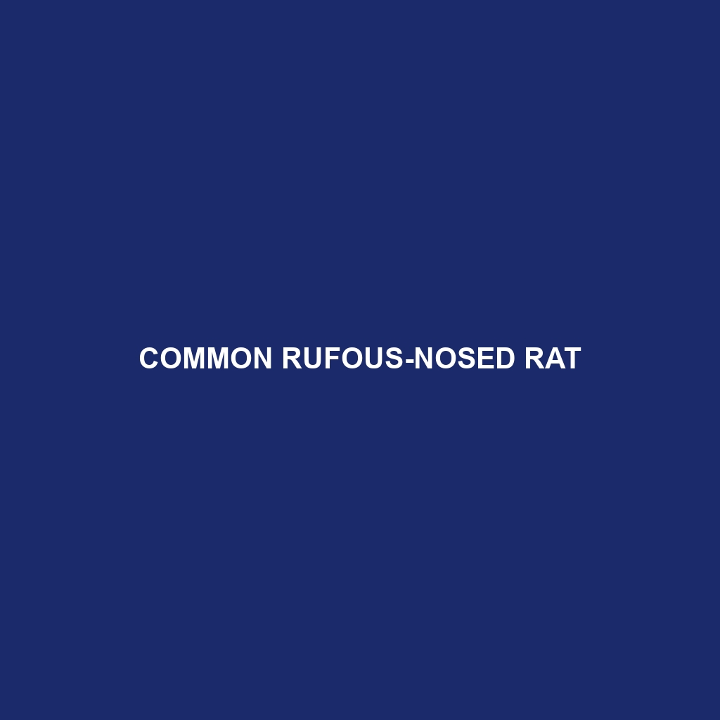 Common Rufous-nosed Rat