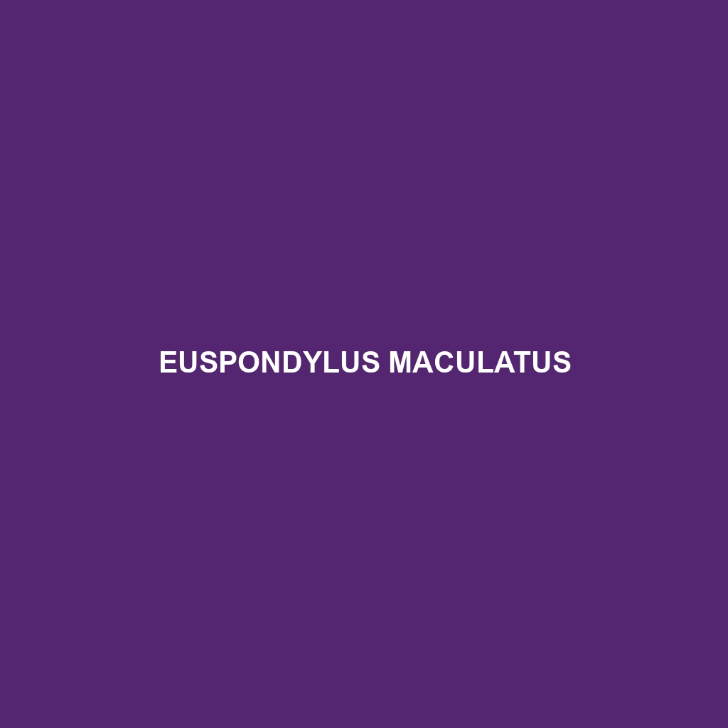 Euspondylus maculatus