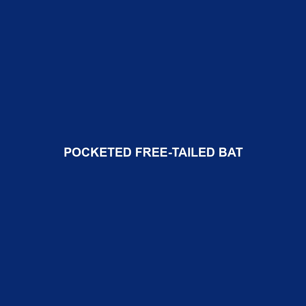 Pocketed Free-tailed Bat