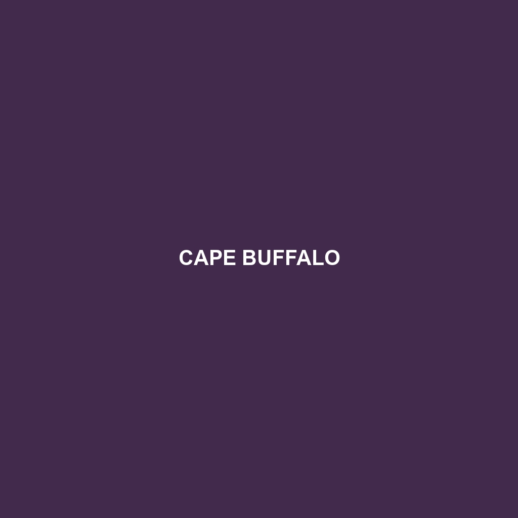 Cape Buffalo