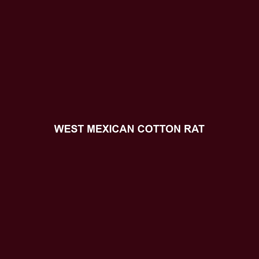 West Mexican Cotton Rat