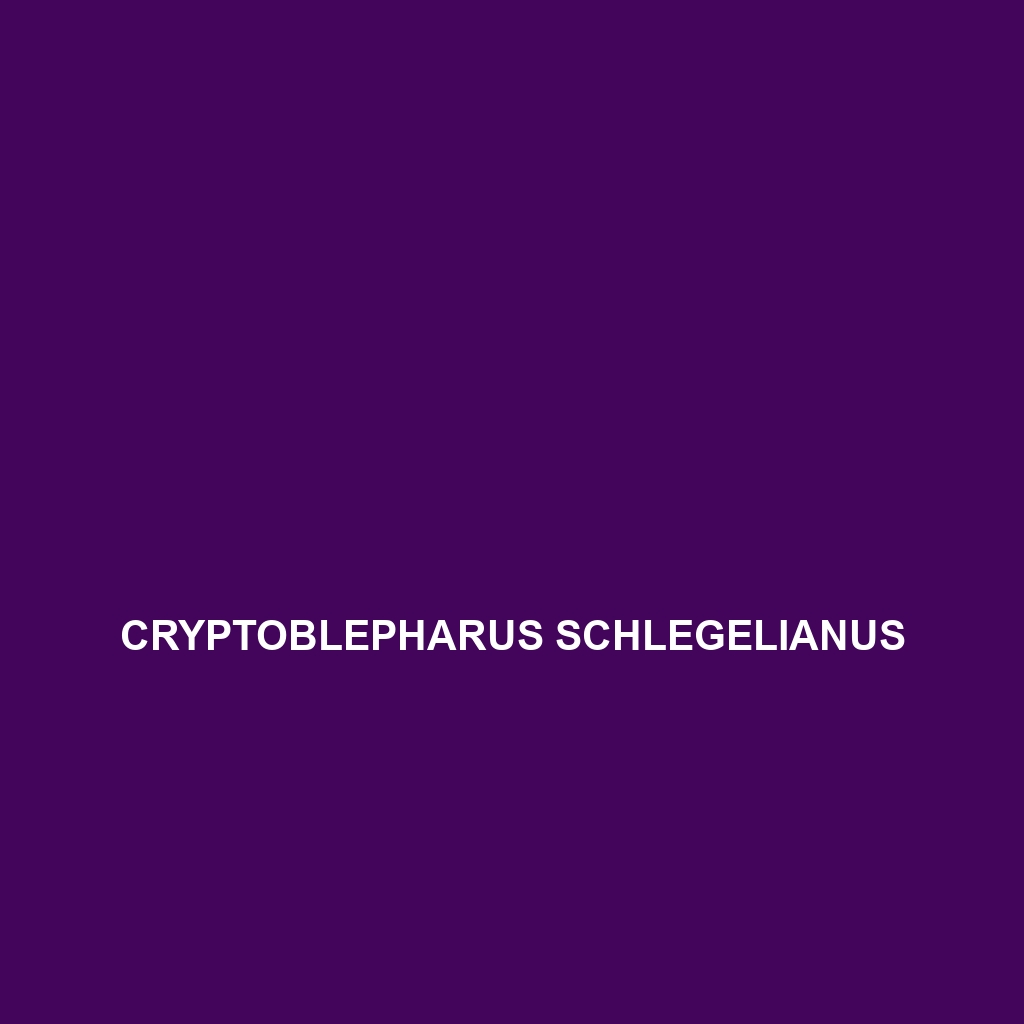 Cryptoblepharus schlegelianus