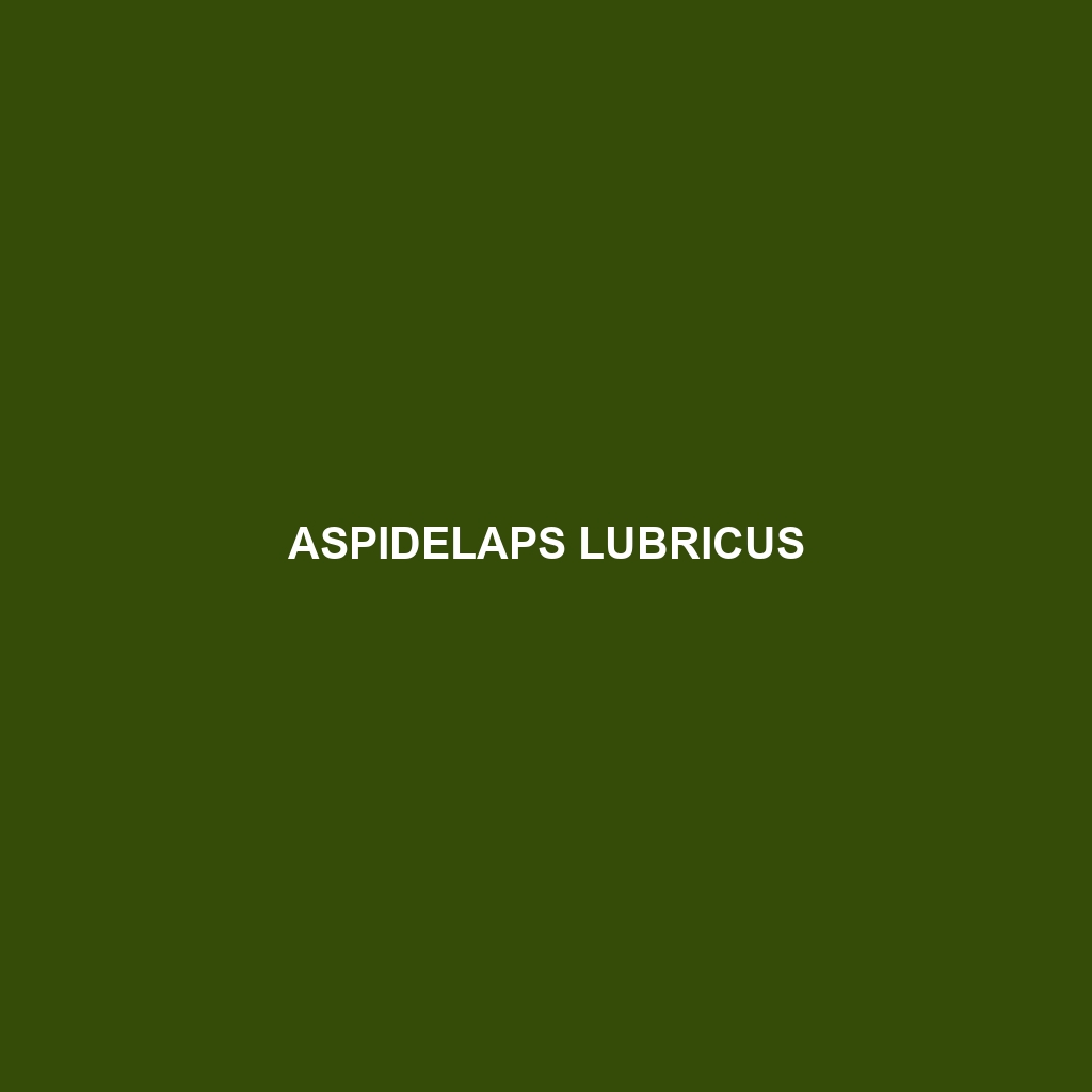 Aspidelaps lubricus