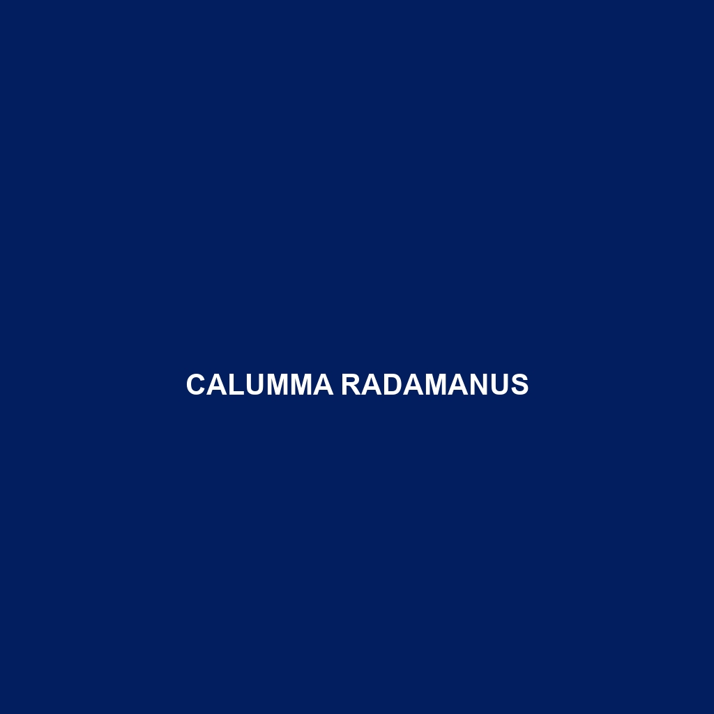 Calumma radamanus