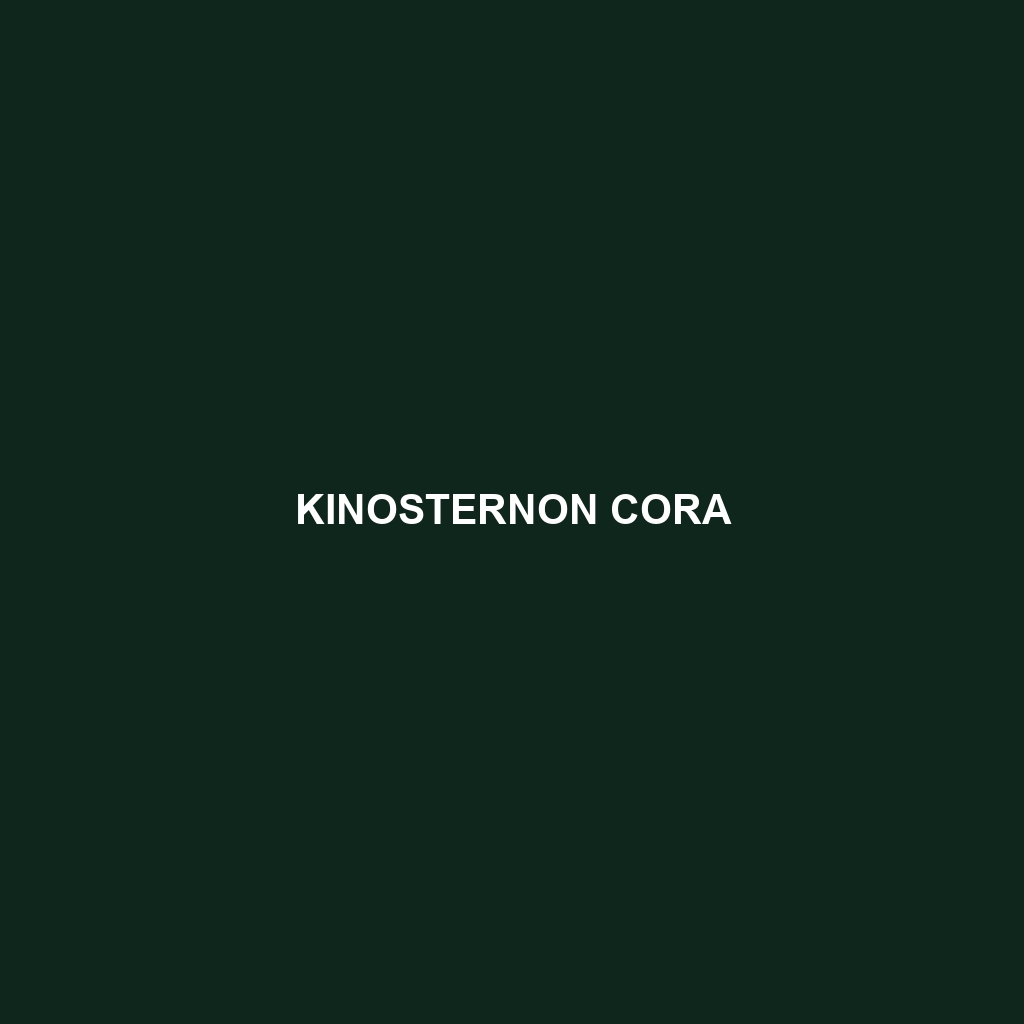 Kinosternon cora