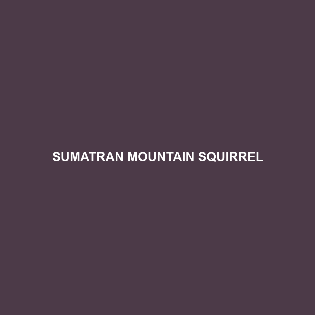 Sumatran Mountain Squirrel