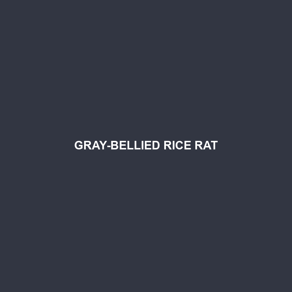 Gray-bellied Rice Rat