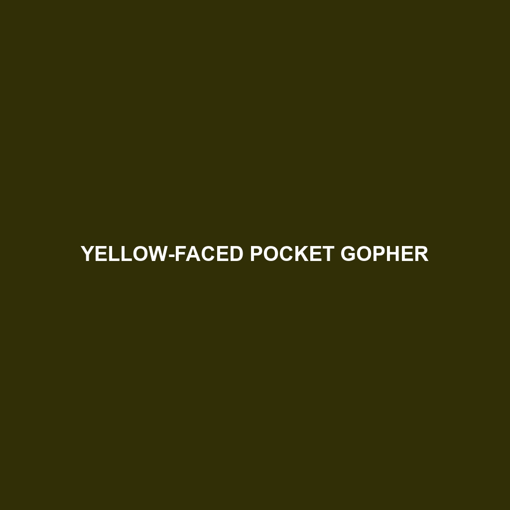 Yellow-faced Pocket Gopher