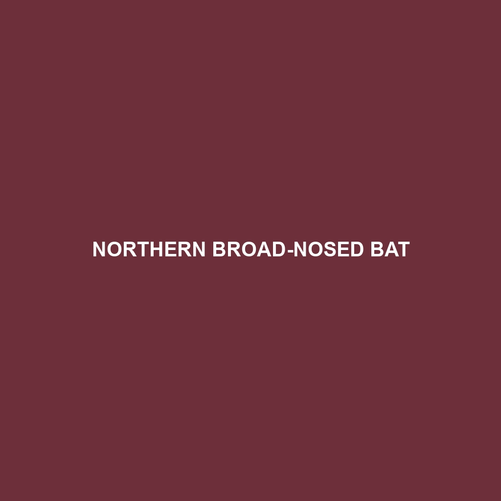 Northern Broad-nosed Bat