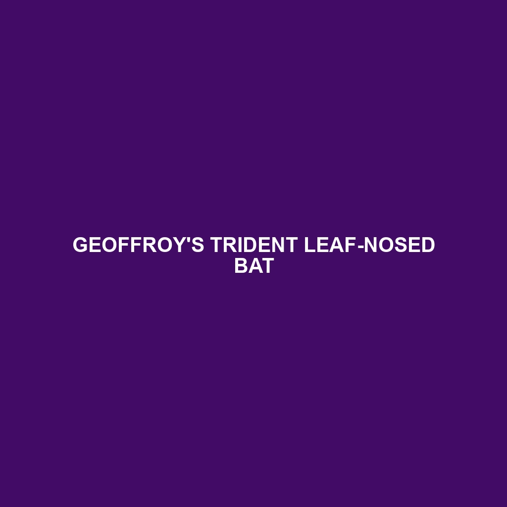 Geoffroy's Trident Leaf-nosed Bat