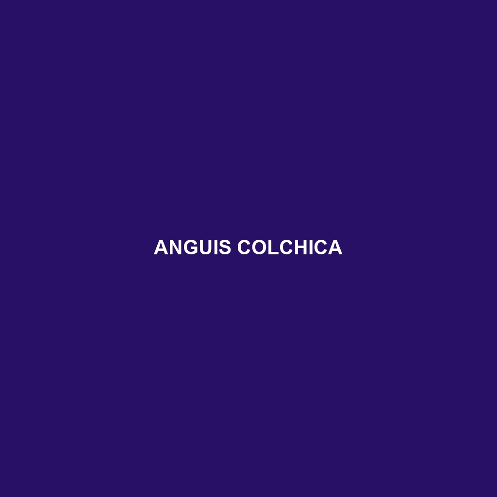 Anguis colchica