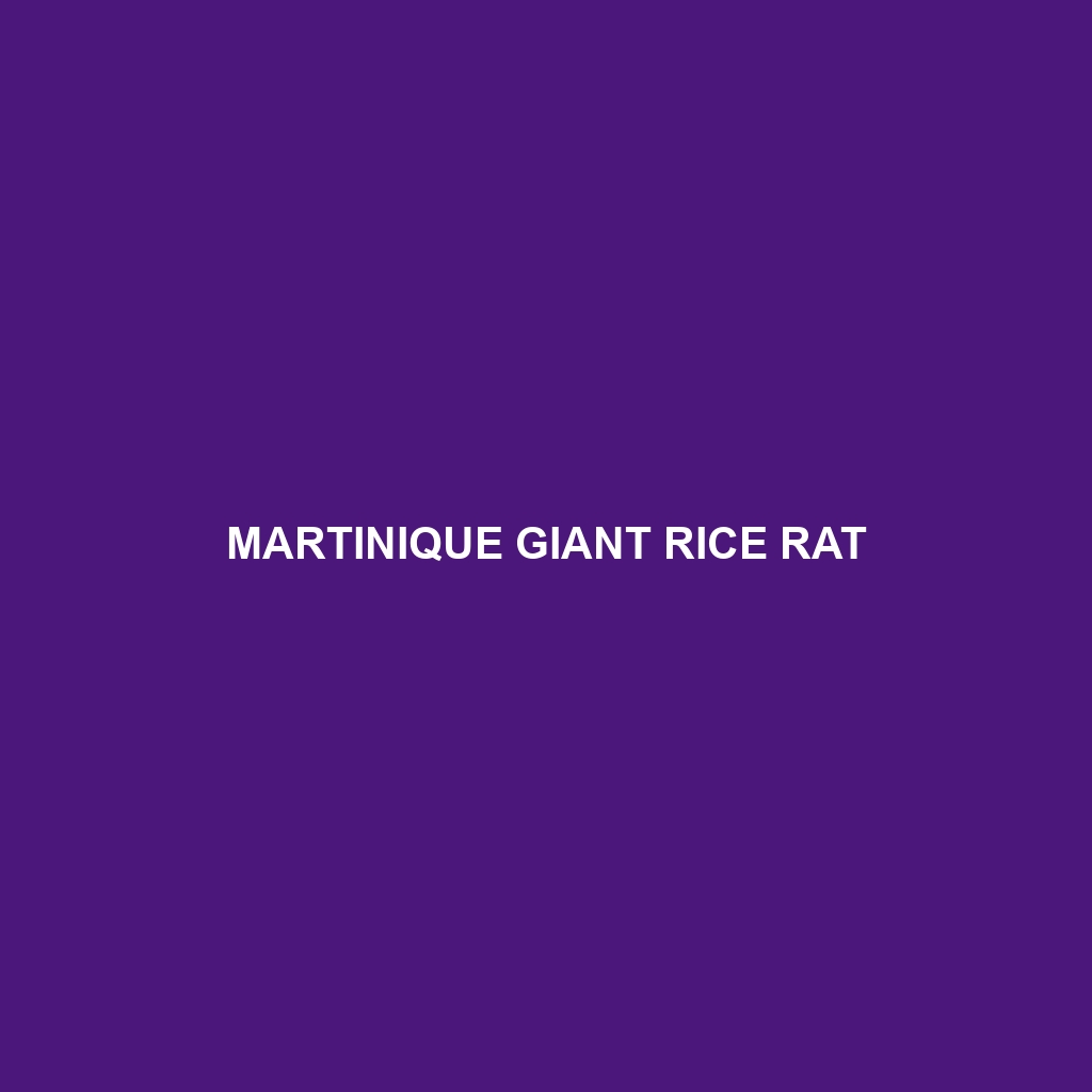 Martinique Giant Rice Rat