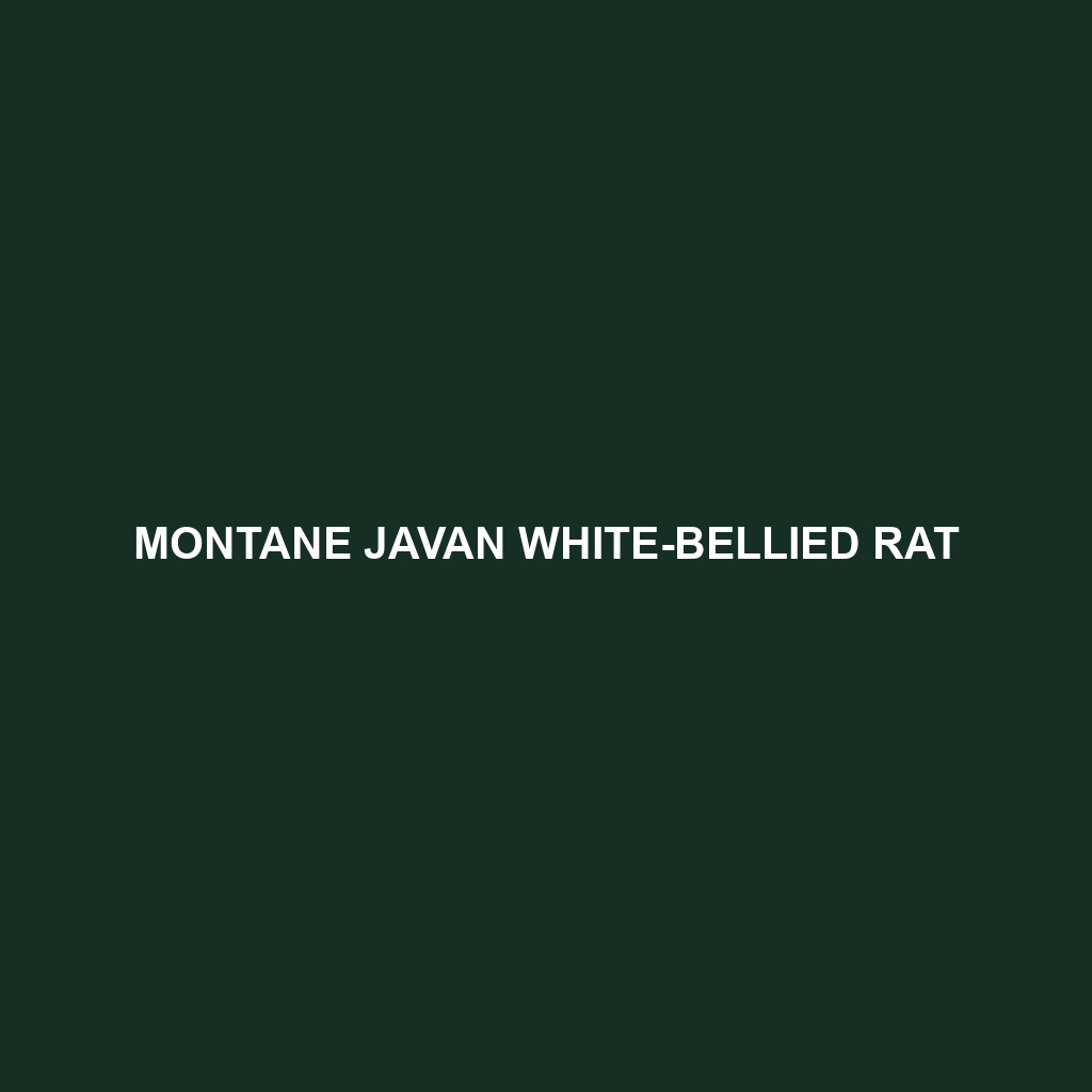 Montane Javan White-bellied Rat