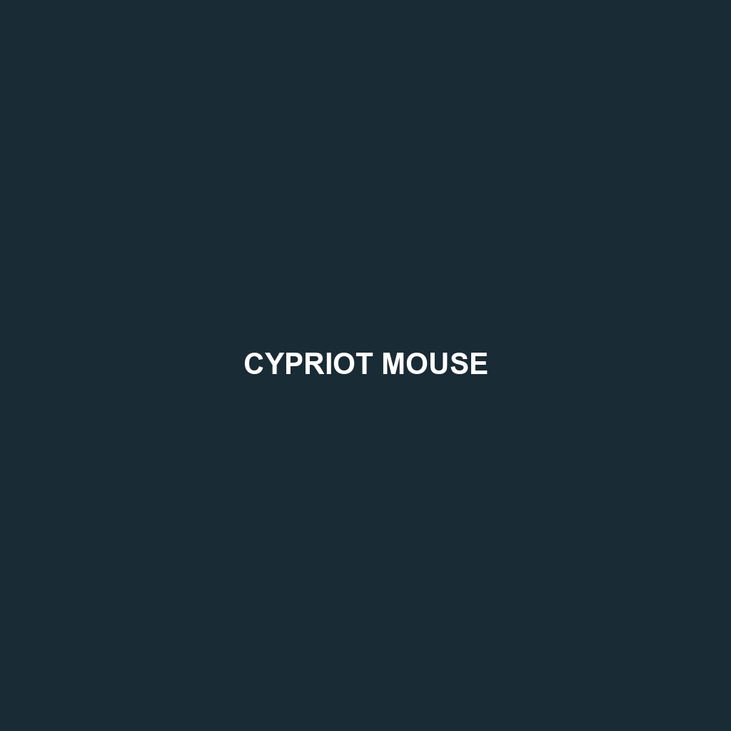 Cypriot Mouse