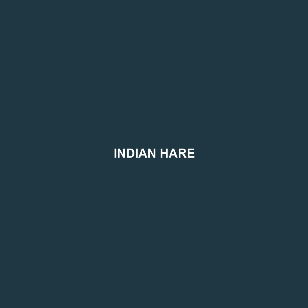 Indian Hare