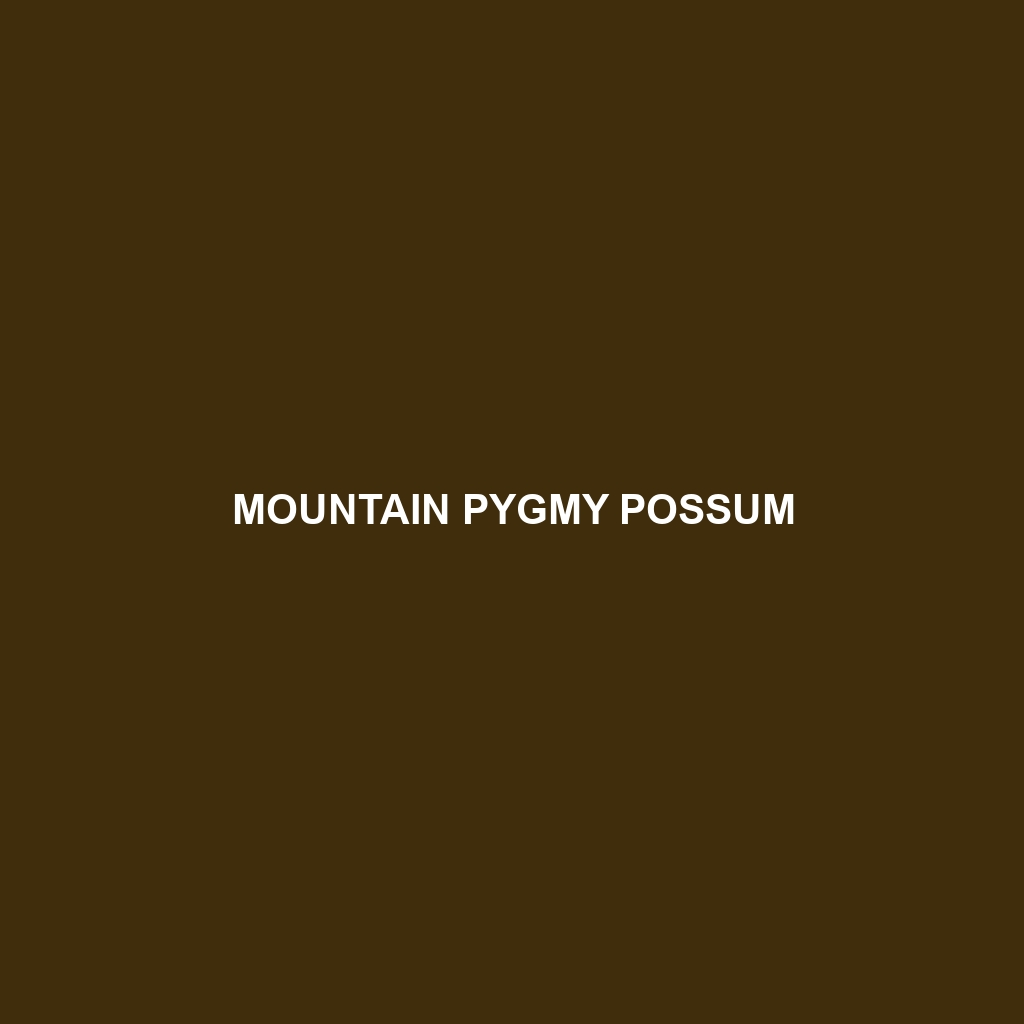 Mountain Pygmy Possum