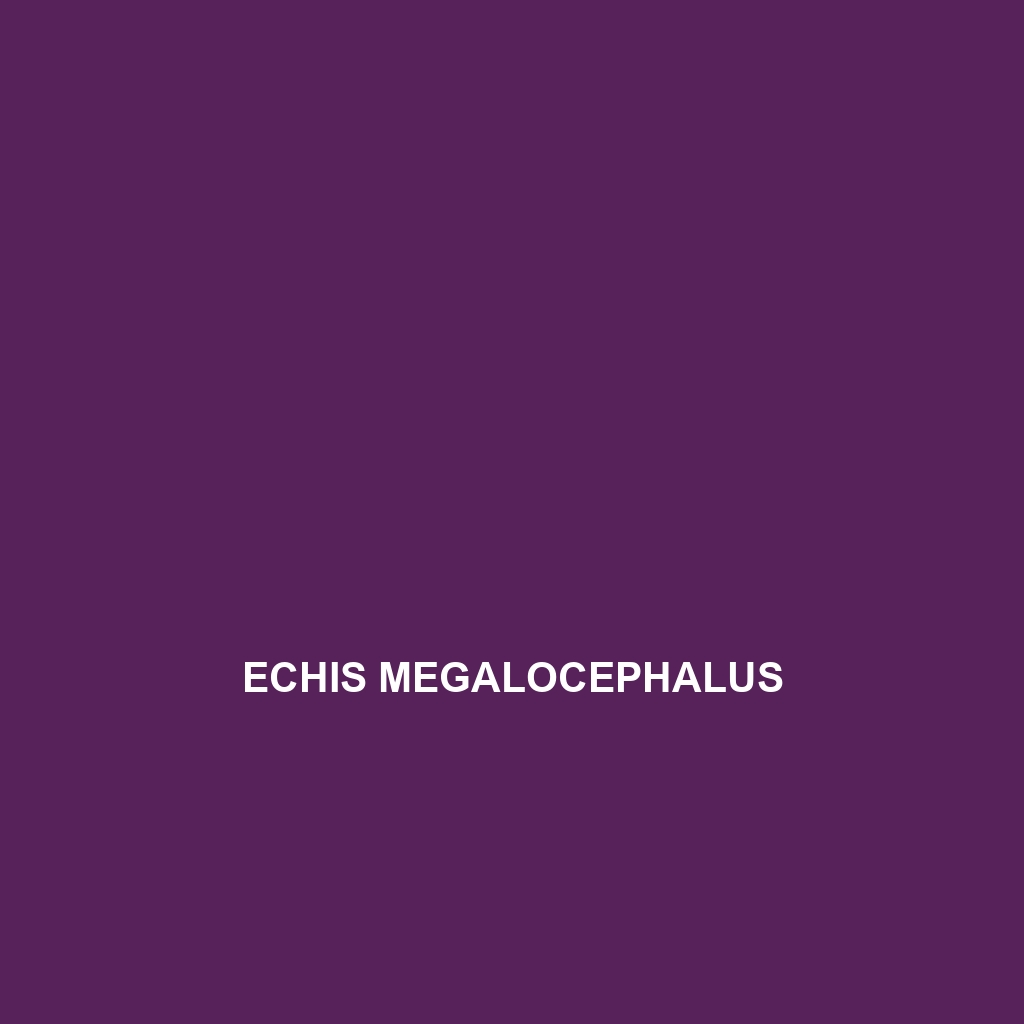 Echis megalocephalus