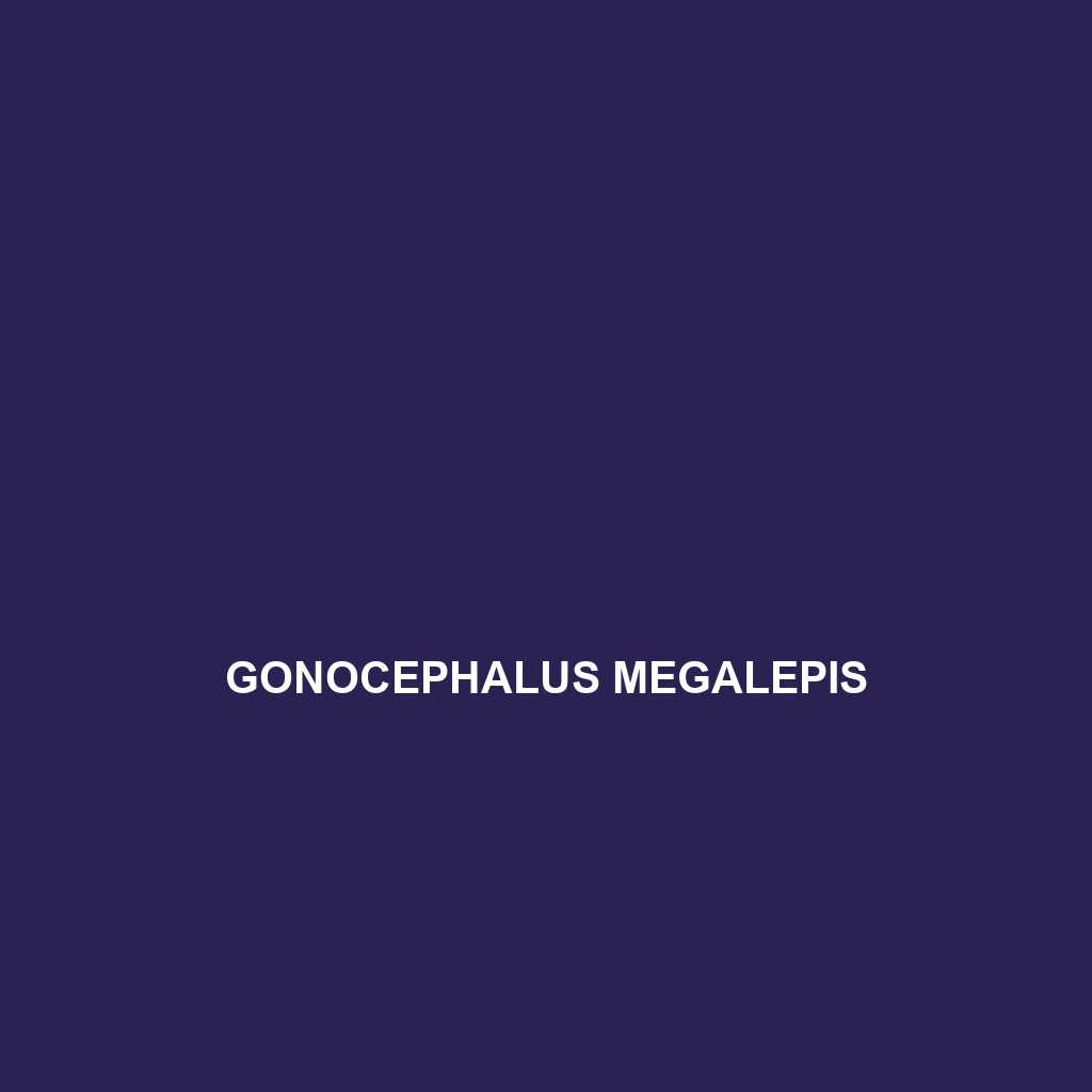 Gonocephalus megalepis