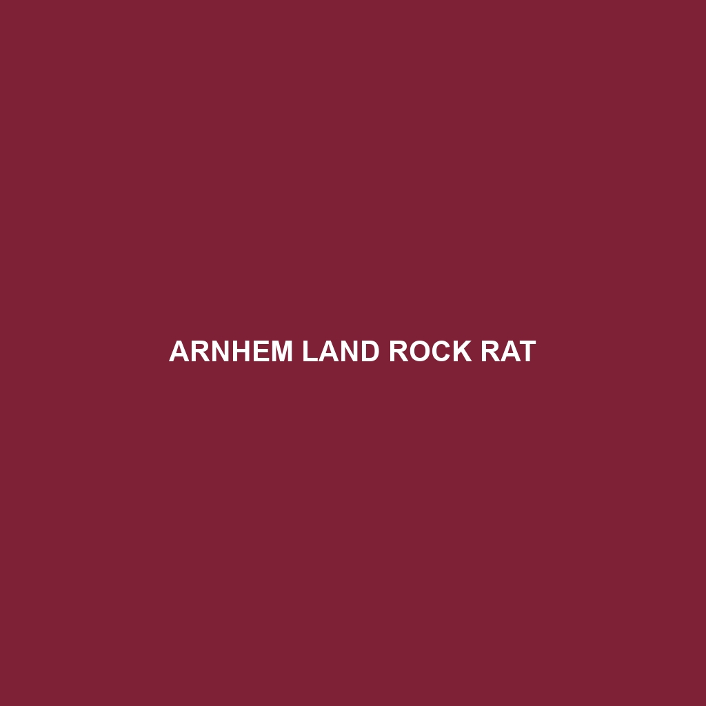 Arnhem Land Rock Rat