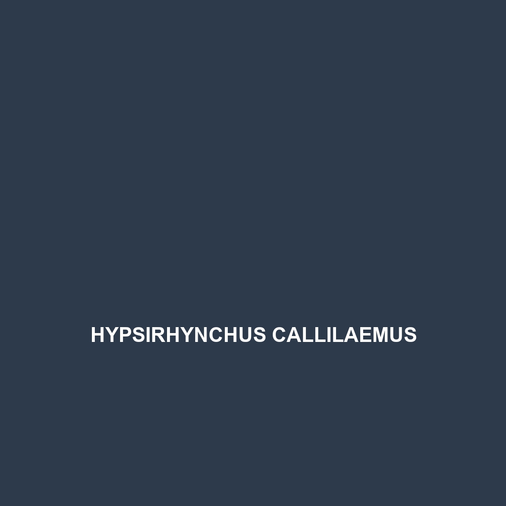 Hypsirhynchus callilaemus