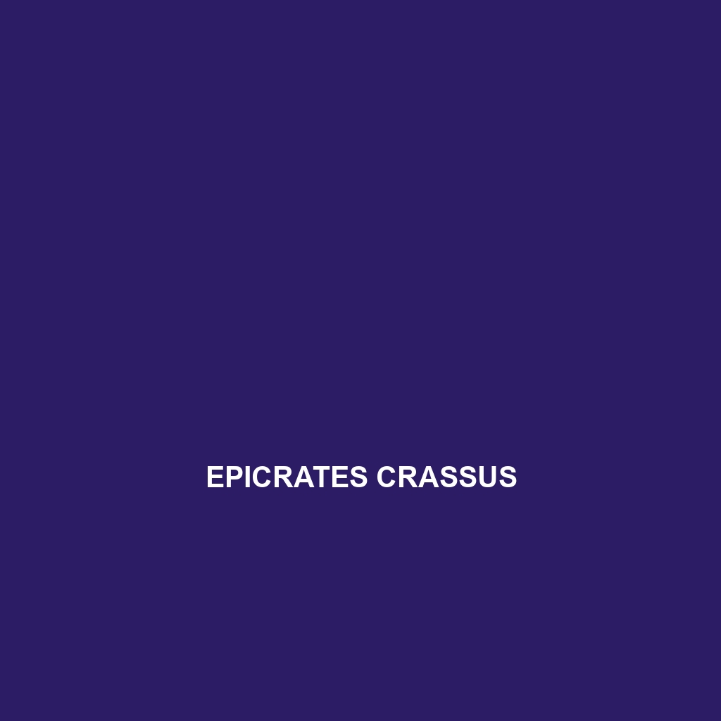 Epicrates crassus