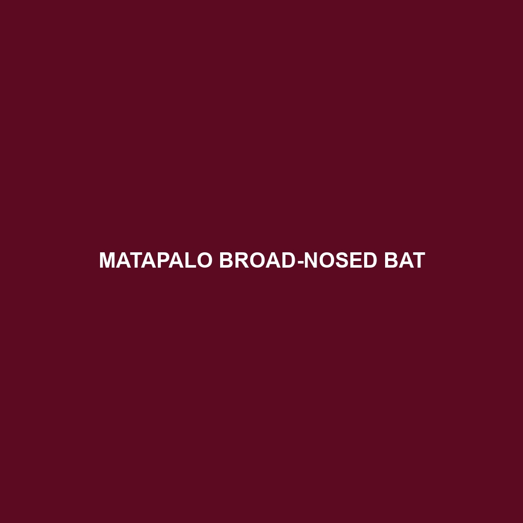 Matapalo Broad-nosed Bat