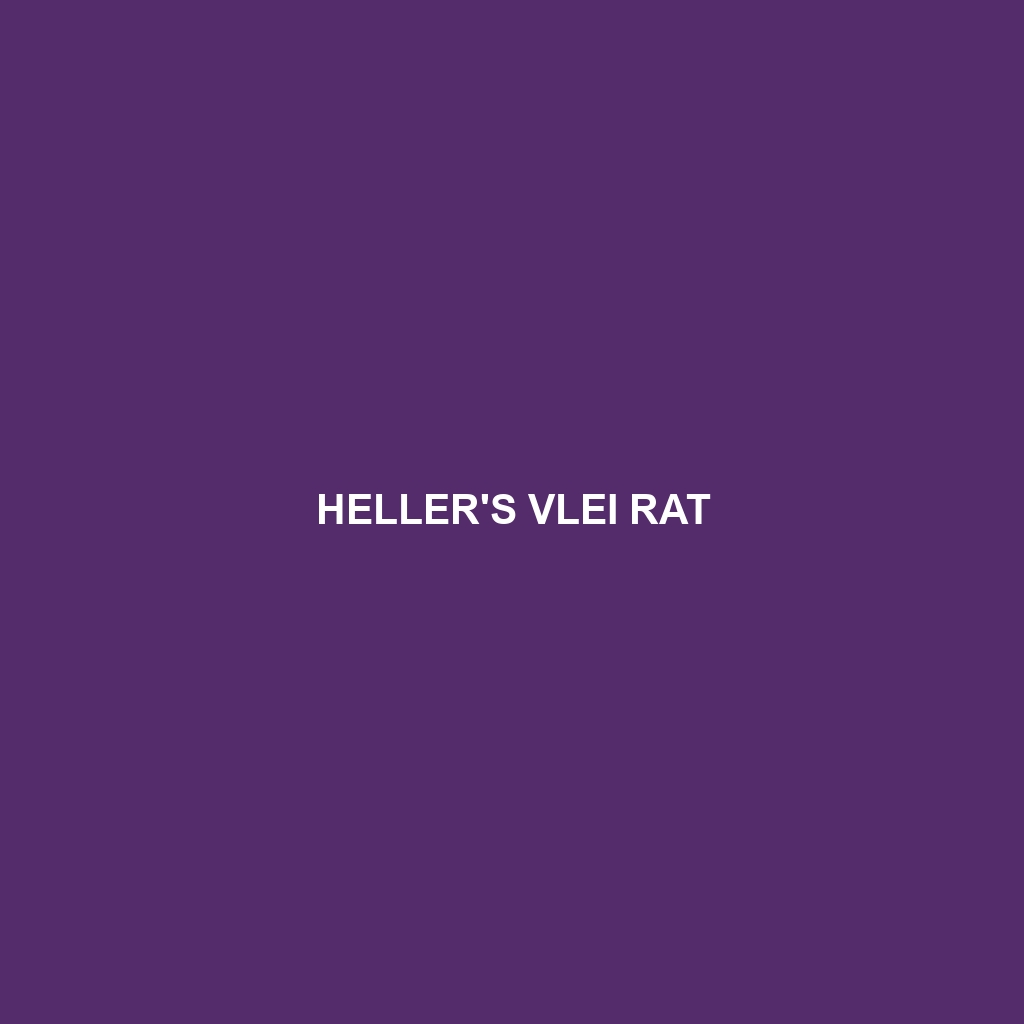 Heller's Vlei Rat