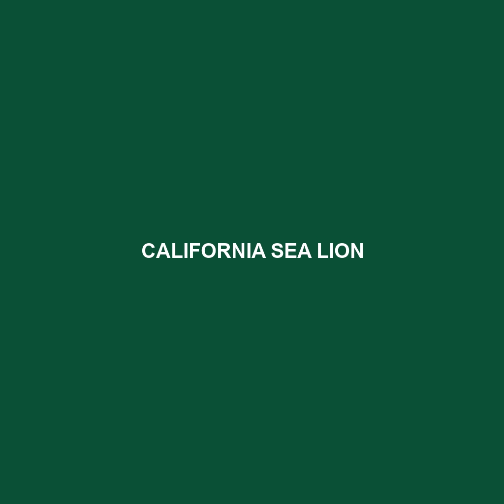 California Sea Lion