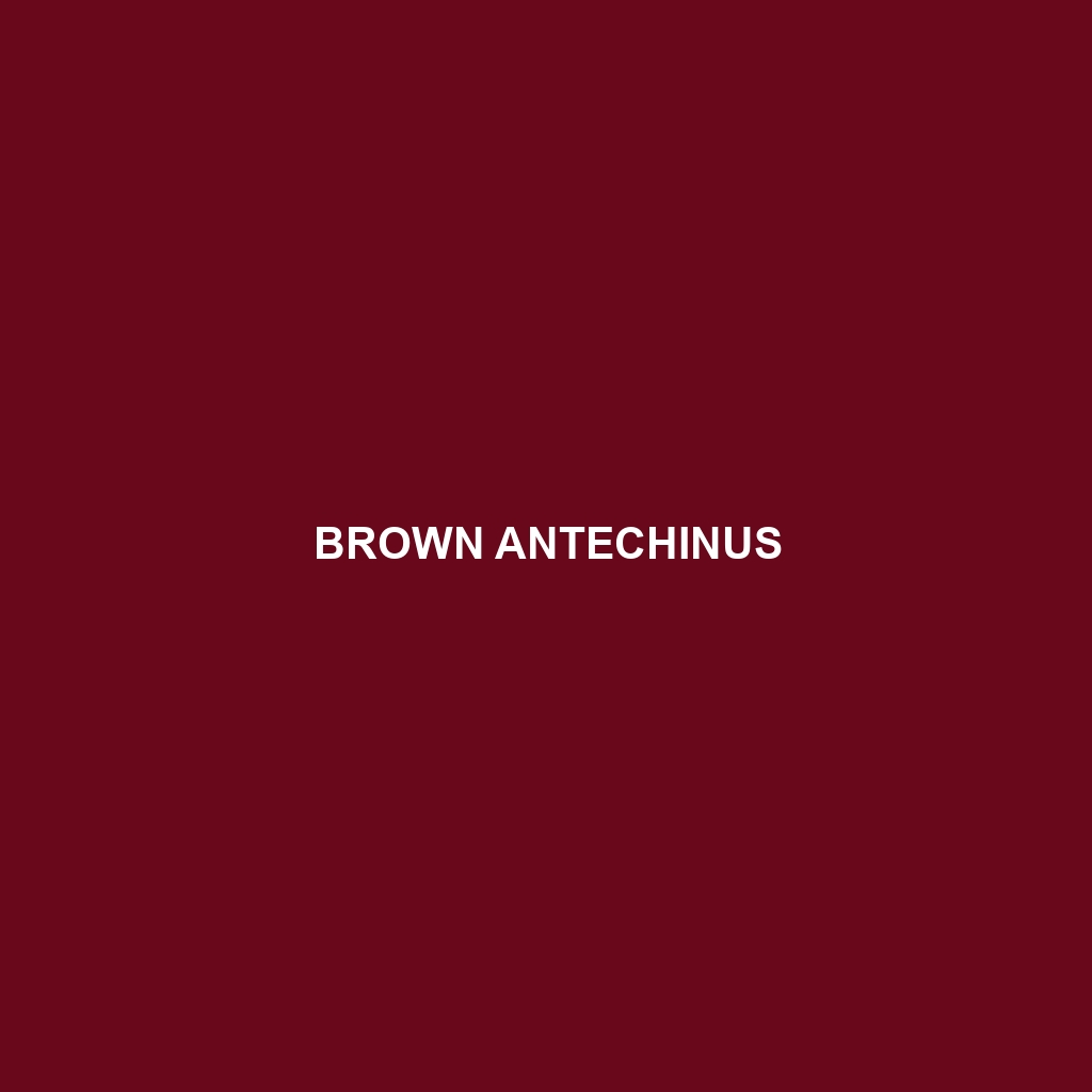 Brown Antechinus