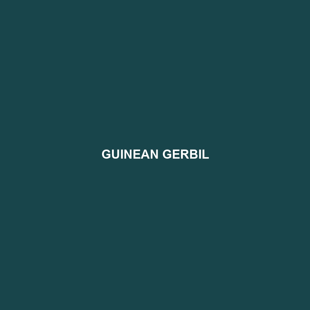 Guinean Gerbil