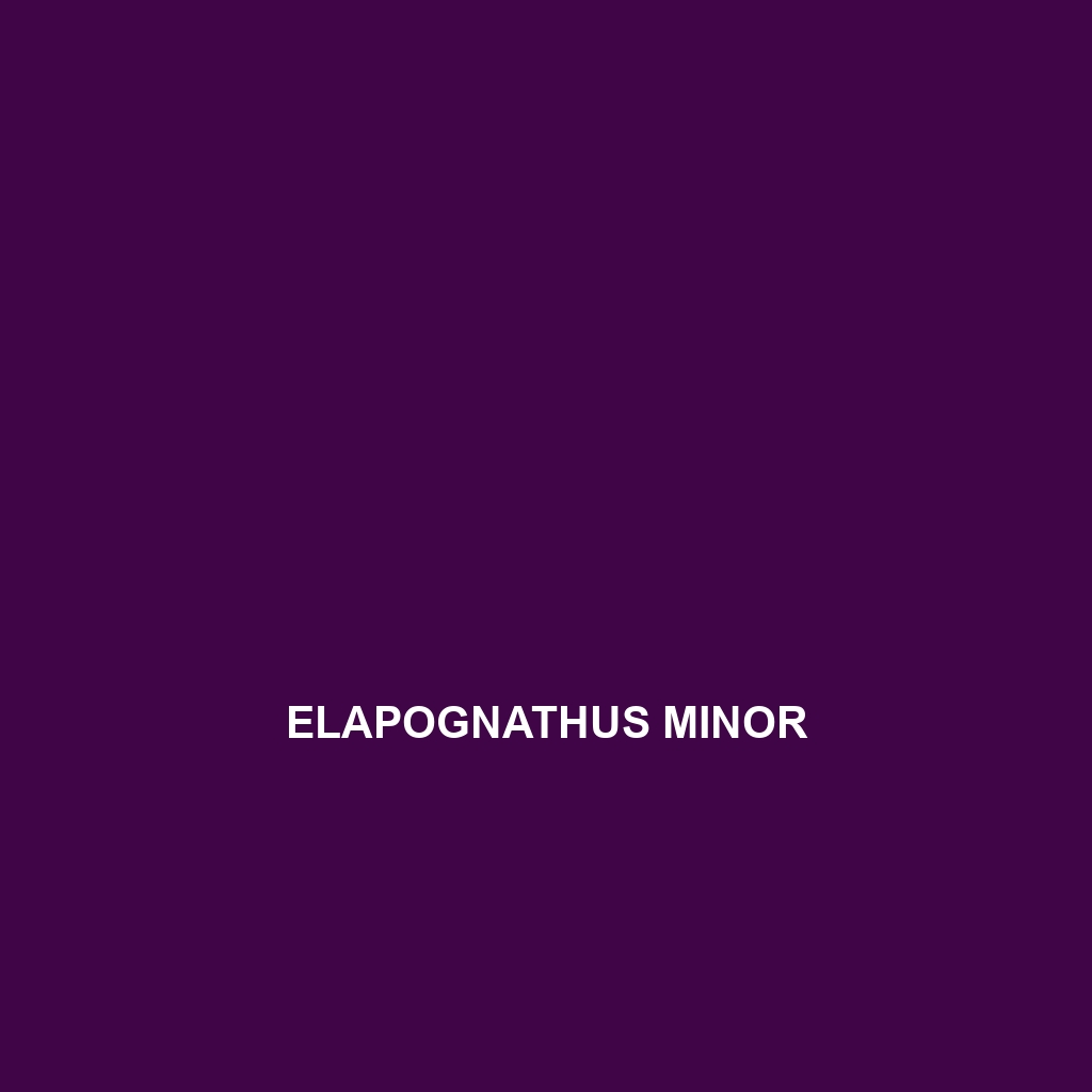 Elapognathus minor