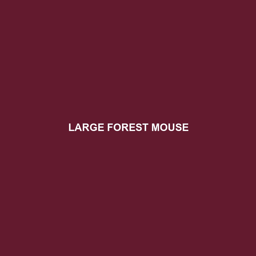 Large Forest Mouse