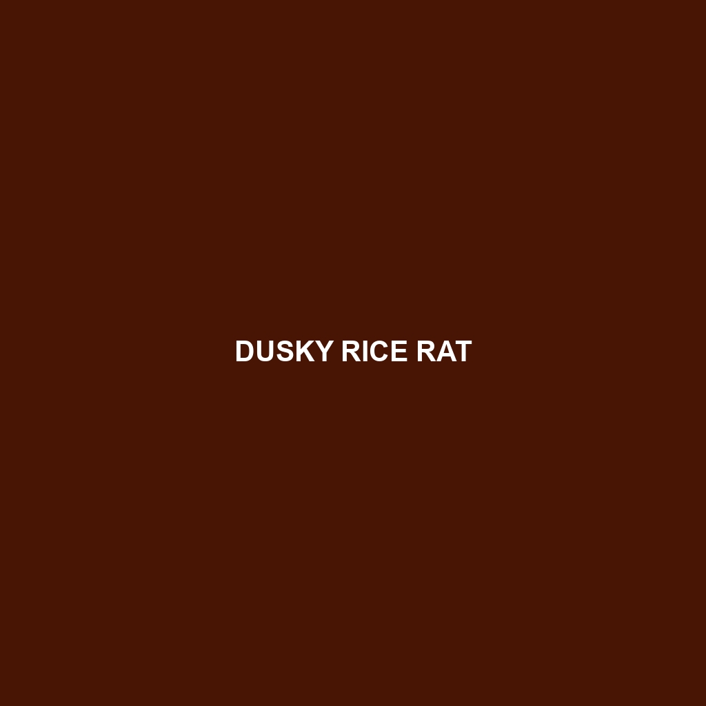 Dusky Rice Rat