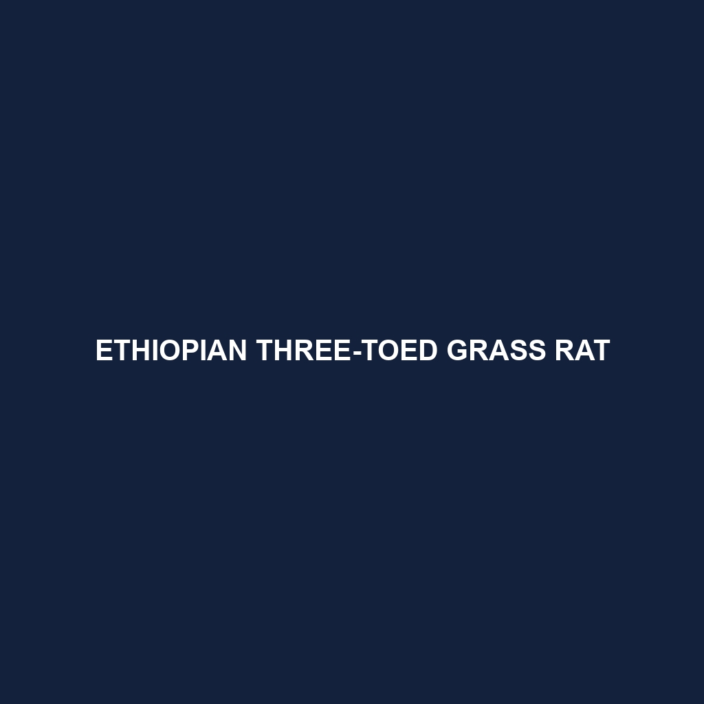 Ethiopian Three-toed Grass Rat